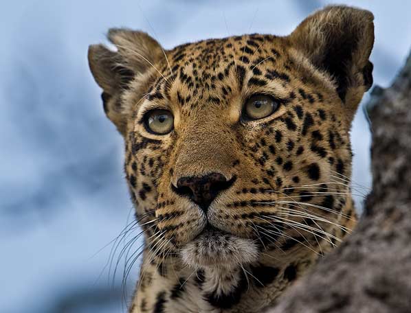 leopard6 - Game Reserve Hluhluwe iMfolozi